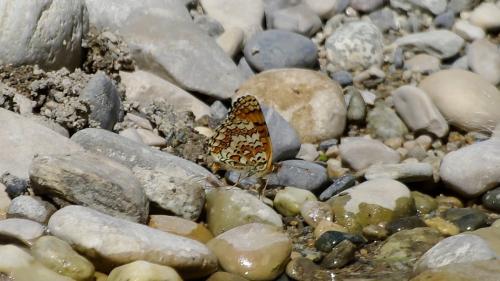 Melitaea phoebe